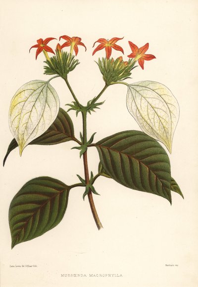 Raíz dulce, Mussaenda macrophylla de Unknown